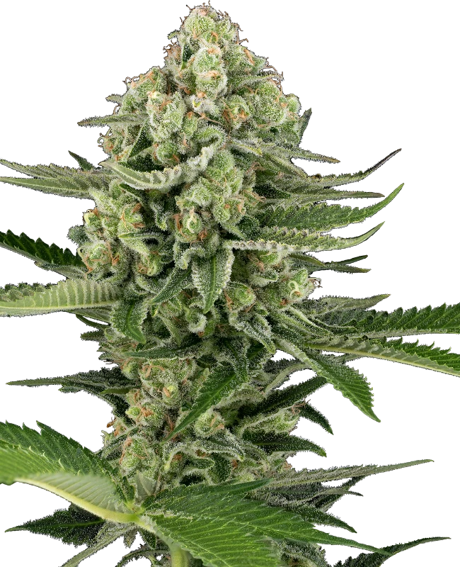 Candy Buds Automatic Seeds – Sensi Seeds