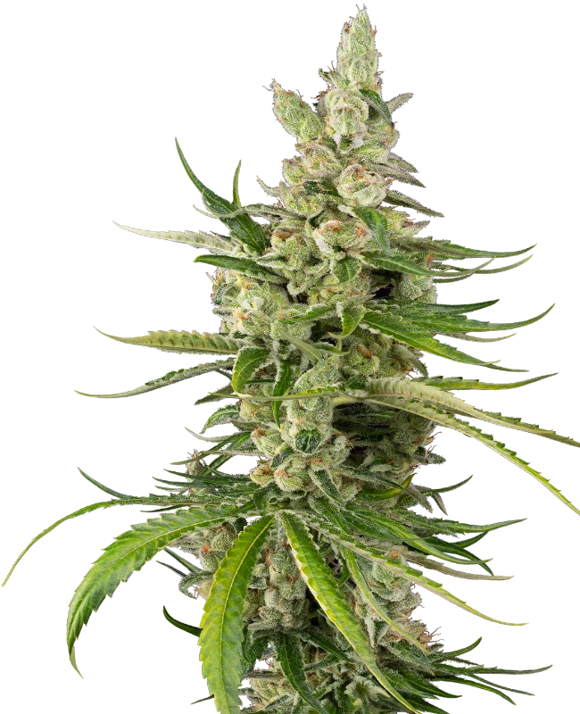 Jackuzzi Feminized Seeds – Sensi Seeds
