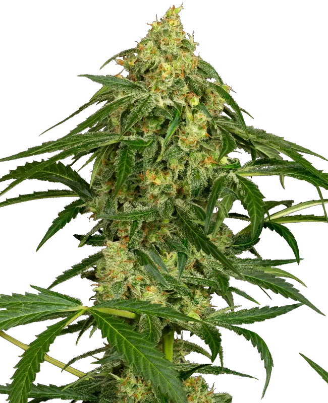 Kandiz Automatic Seeds – Sensi Seeds