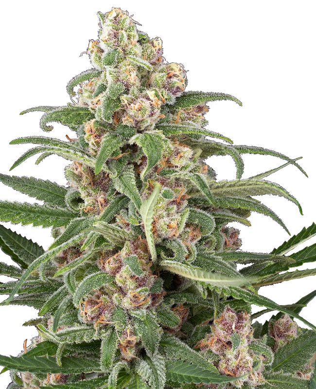 Cassis Automatic Seeds – Sensi Seeds