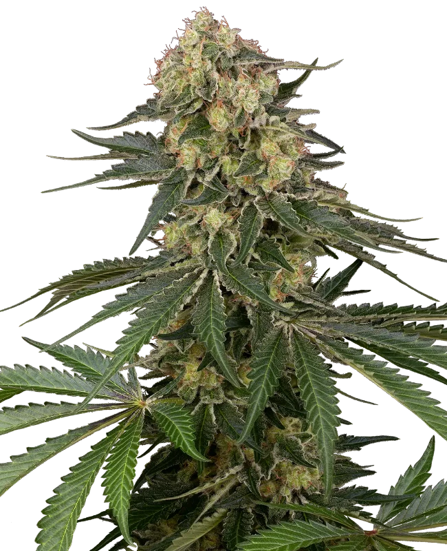 Berliner Automatic Seeds – Sensi Seeds