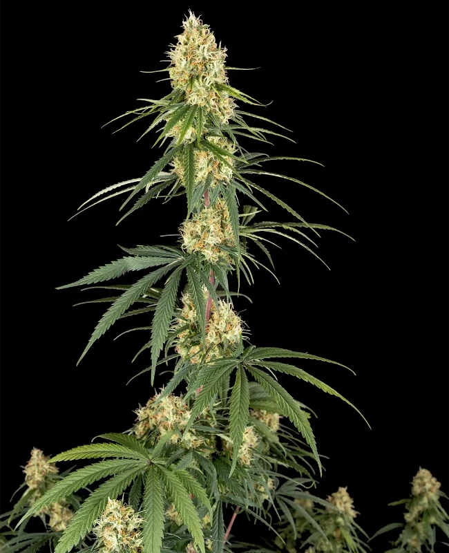 Haze Automatic Seeds – Weed Seed Shop