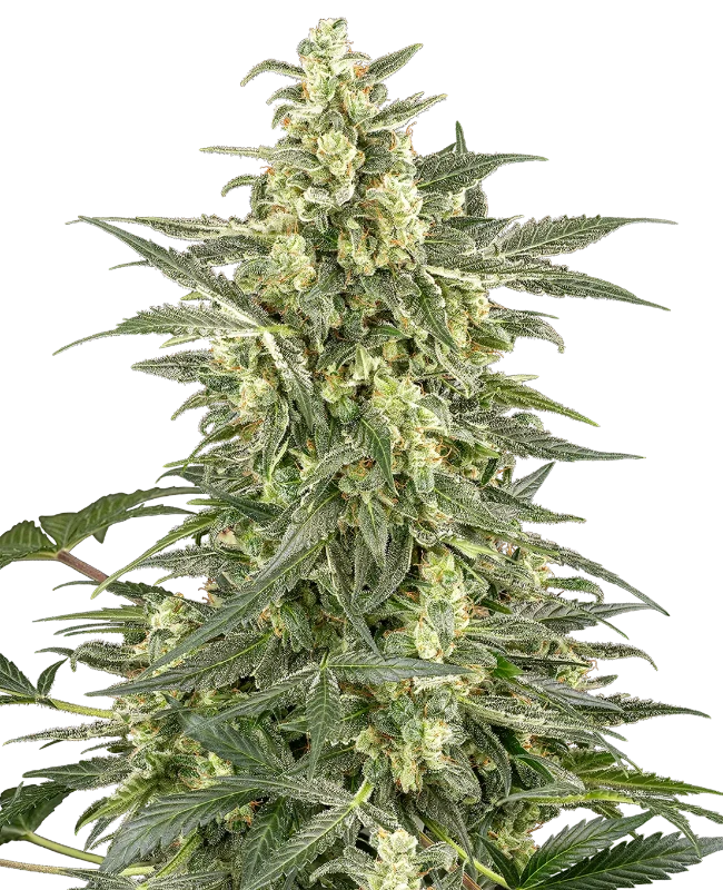 Mighty Dwarf Automatic Seeds – Sensi Seeds