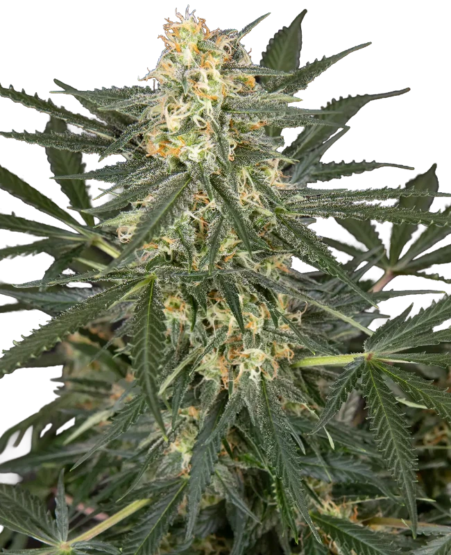 C4 Automatic Seeds – Sensi Seeds