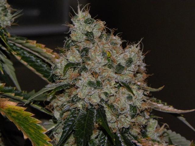 Chem 91 Regular Seeds – Seedsman