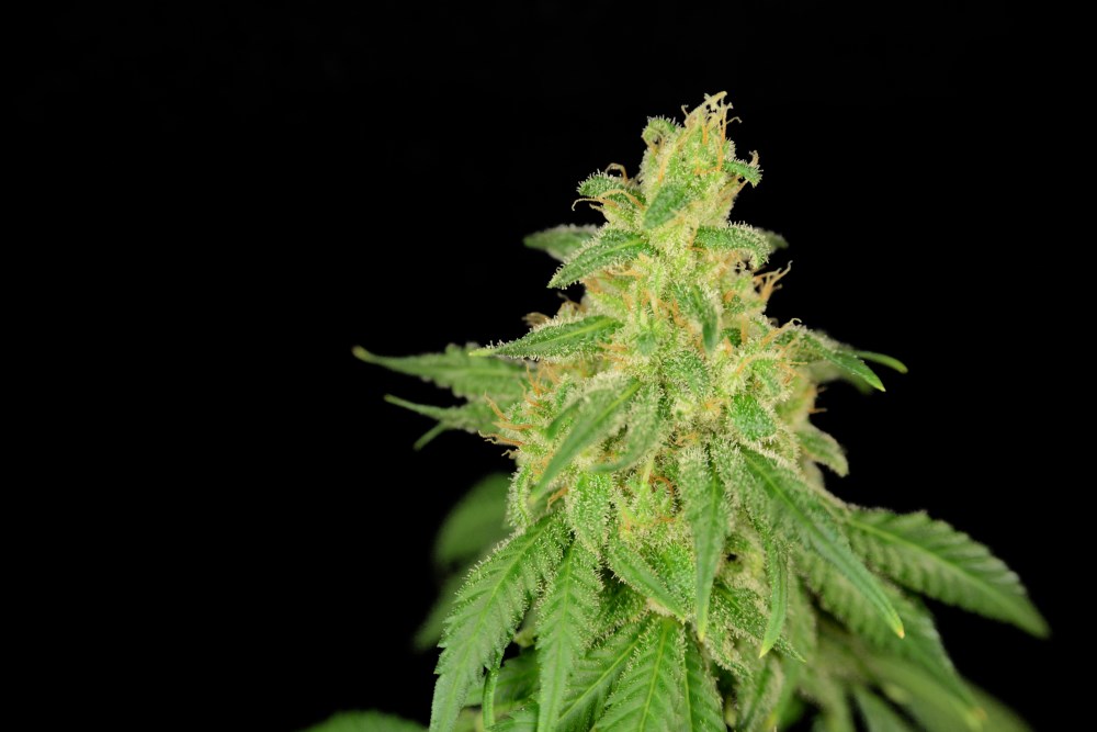 Rene CBD Feminised Seeds – Seedsman