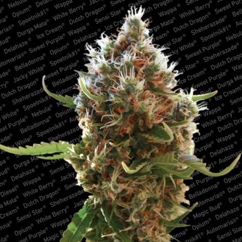 Lucid Bolt Feminised Seeds – Seedsman