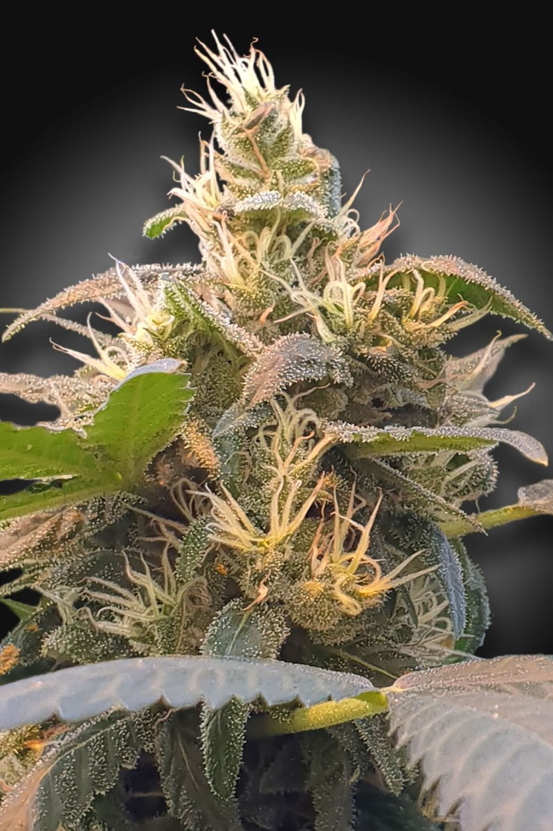 Energy CBD Feminised Seeds (CBDenergy‚Ñ¢) – Seedsman