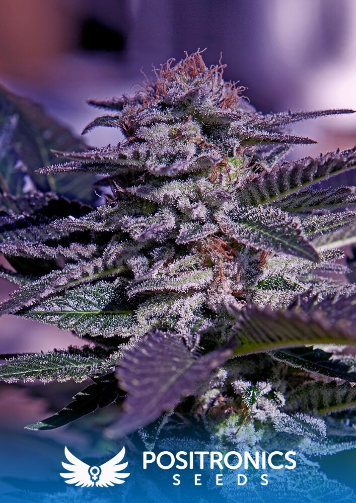 Kush Express Auto Feminised Seeds – Seedsman