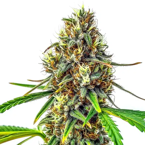 24K Gold Regular – Blimburn Seeds