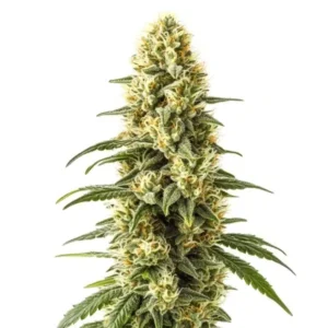3 Kings – Blimburn Seeds