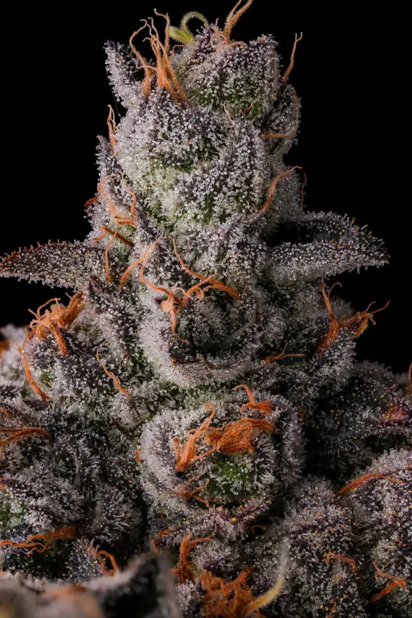 90 Proof Feminized – Alchimia Grow Shop