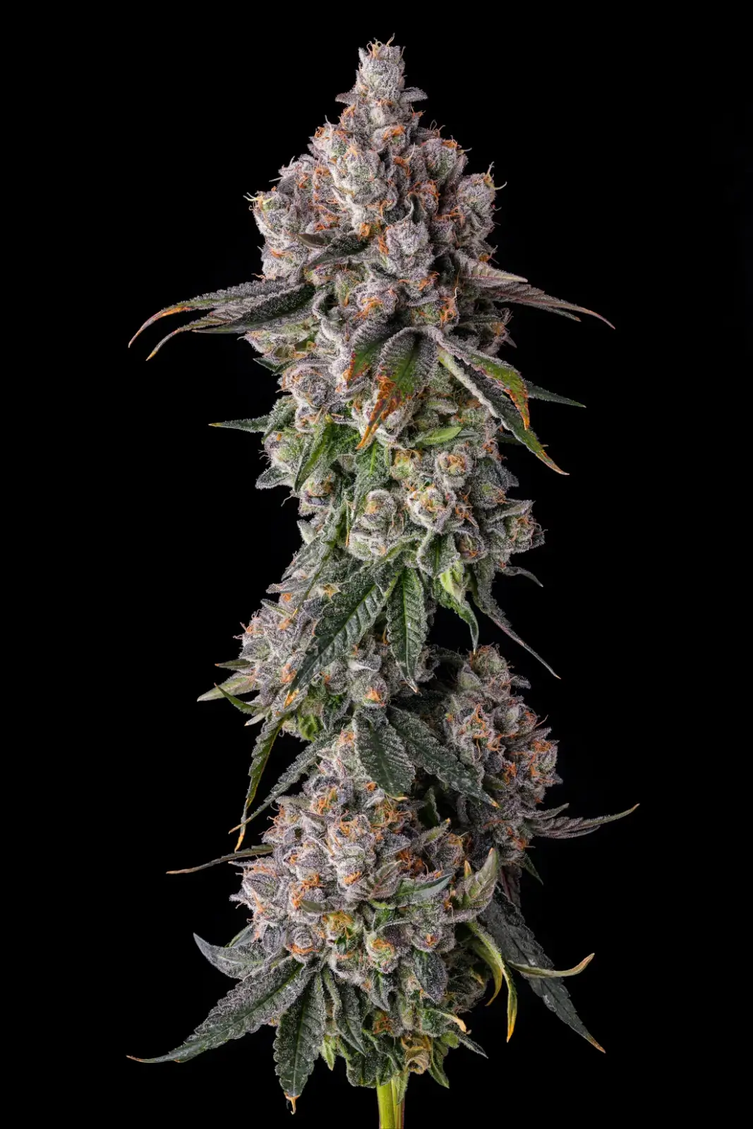 90 Proof Feminized – Alchimia Grow Shop