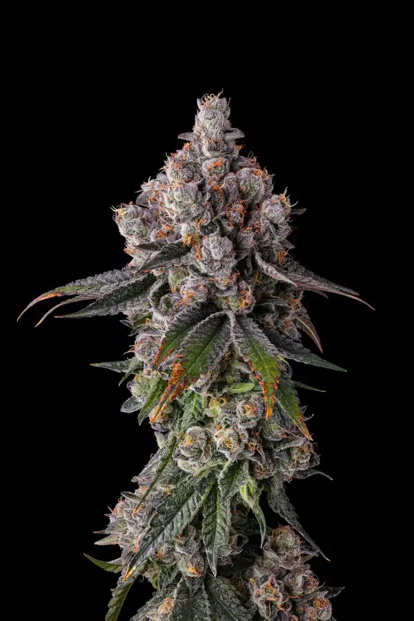 90 Proof Feminized – Alchimia Grow Shop