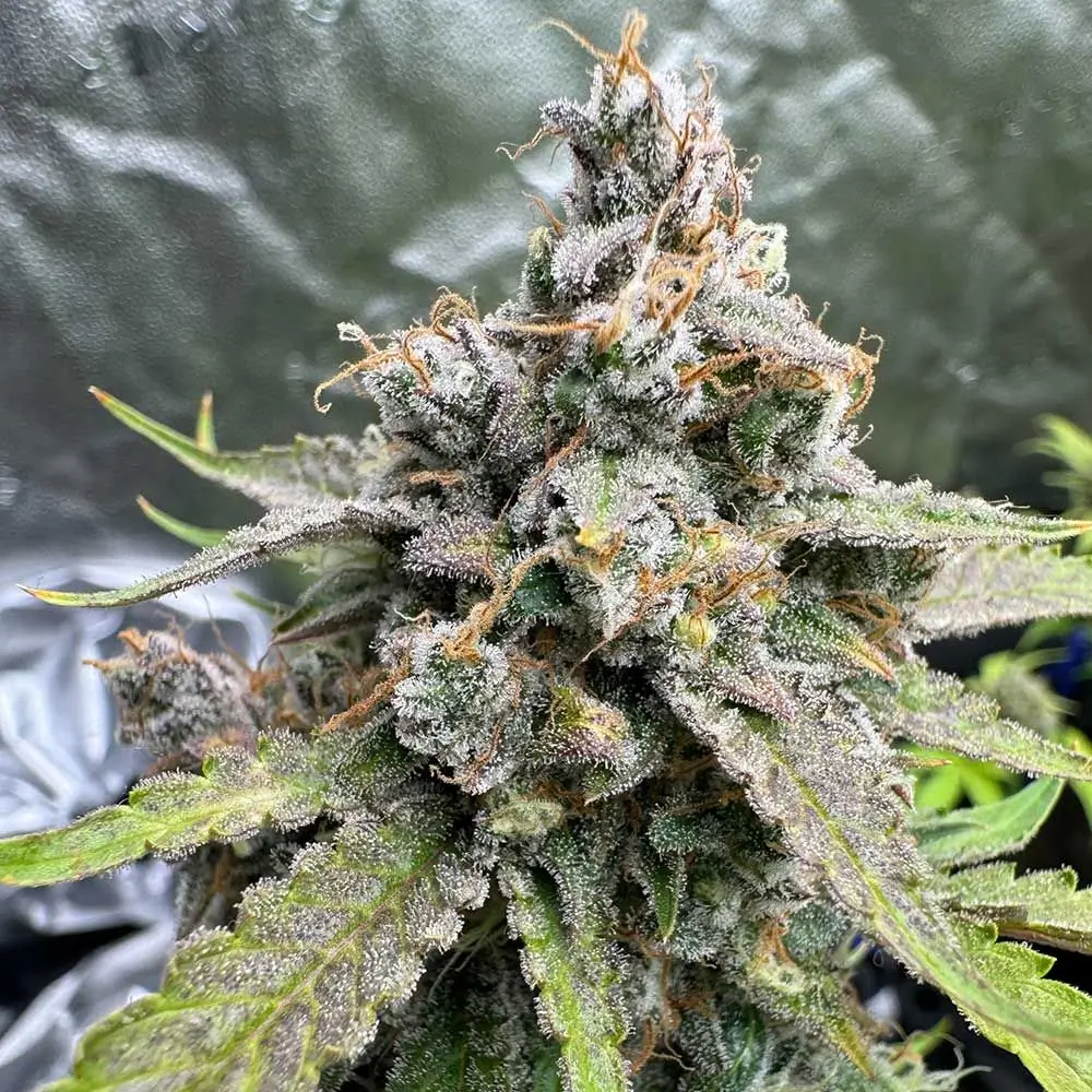 91 Berries Autoflower – Alchimia Grow Shop