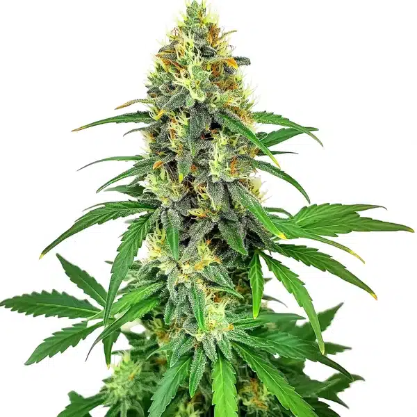 AK47 F1 – Blimburn Seeds