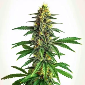 AK 47 Fast Version – Blimburn Seeds