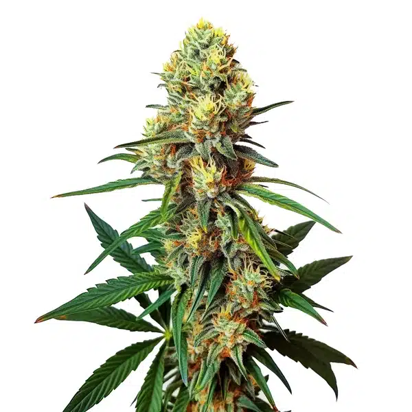 AK 47 Regular – Blimburn Seeds