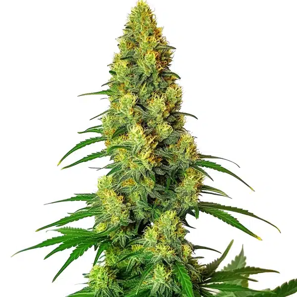 AK 48 – Blimburn Seeds