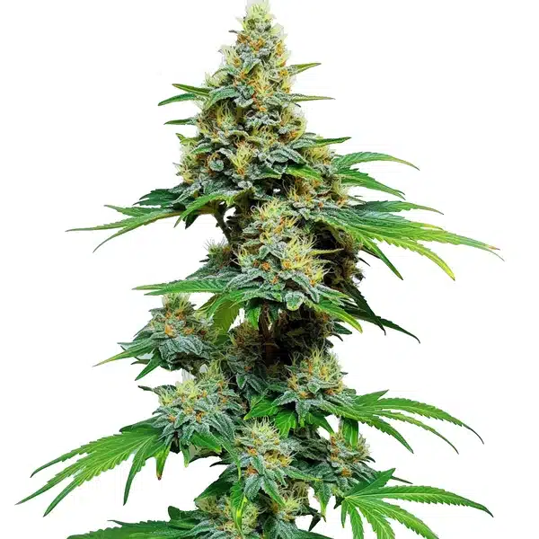 AK 59 – Blimburn Seeds