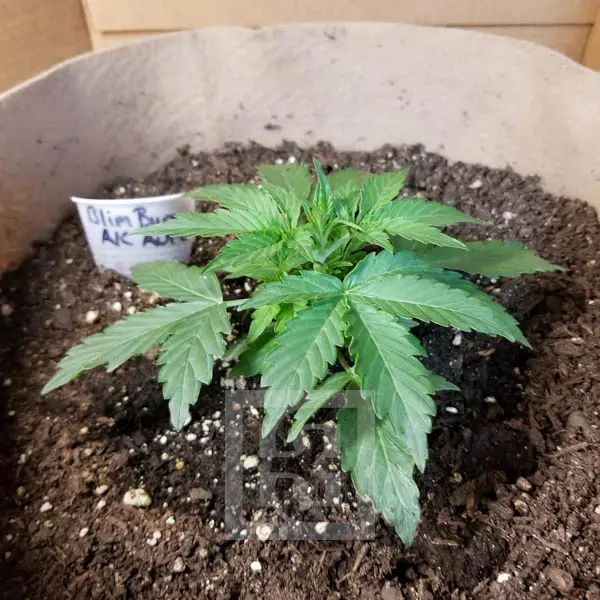 AK Auto – Blimburn Seeds