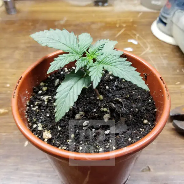 AK Auto – Blimburn Seeds