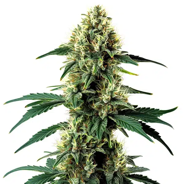 Aurora Indica Auto – Blimburn Seeds