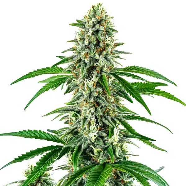 Big White Widow Auto – Blimburn Seeds
