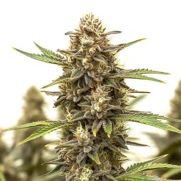 Black Widow Auto – Blimburn Seeds