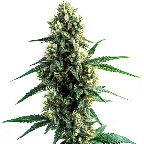 Blue Og Auto – Blimburn Seeds