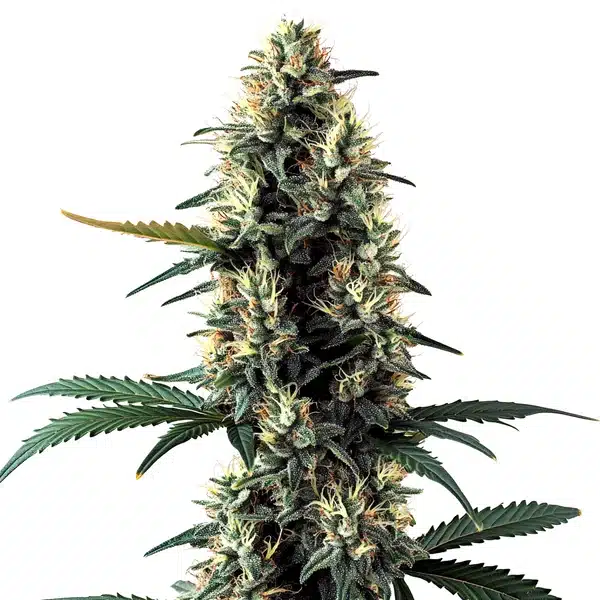 Chocolope Auto – Blimburn Seeds