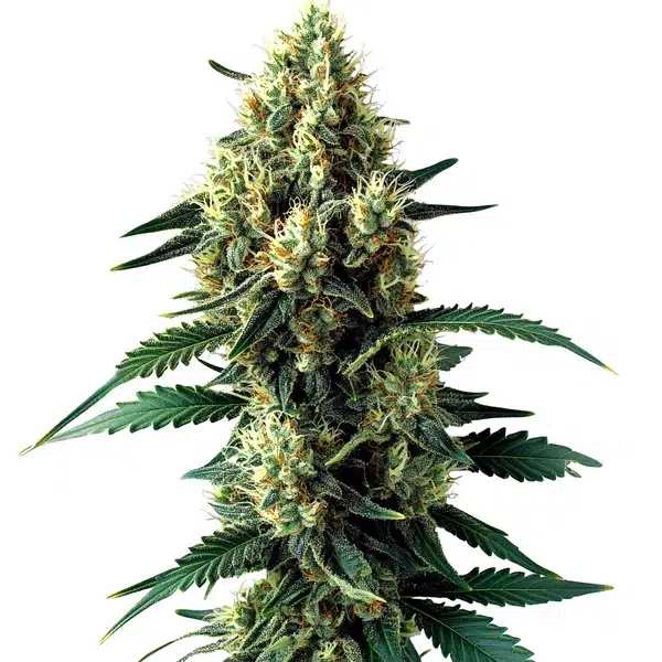 Citronella Sunrize Auto – Blimburn Seeds