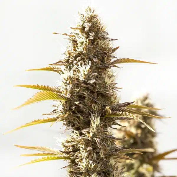 Cookies x GG Auto – Blimburn Seeds
