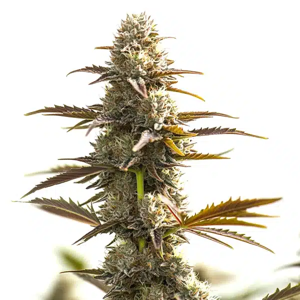 Gelato x Og Auto – Blimburn Seeds