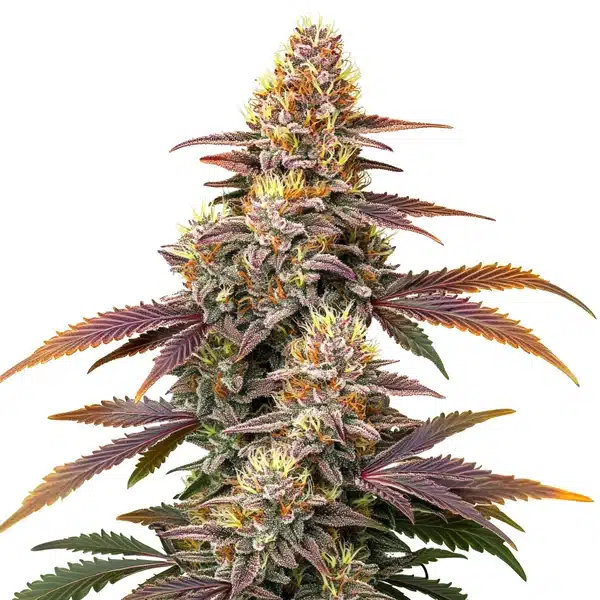 Gorilla x Zookies Auto – Blimburn Seeds