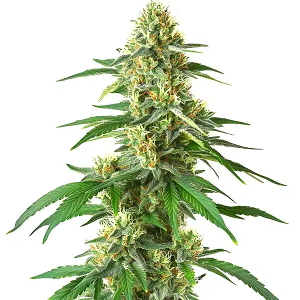 Master Kush Auto – Blimburn Seeds