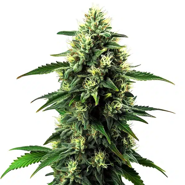 NL5 x Haze Auto – Blimburn Seeds