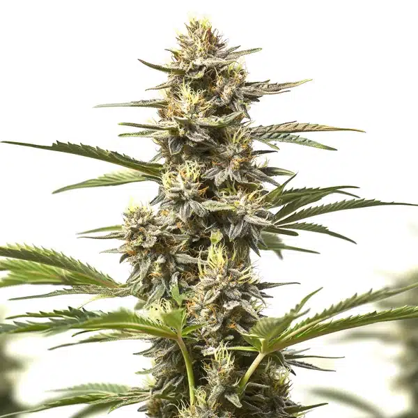 Purple Skunk Auto – Blimburn Seeds