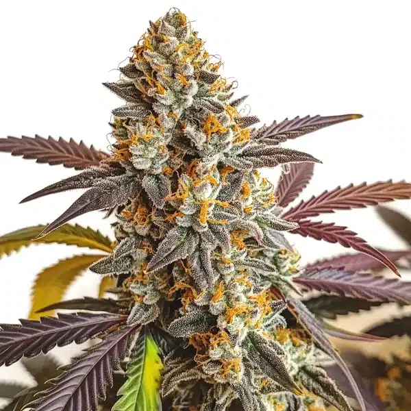 Strawberry Haze Auto – Blimburn Seeds