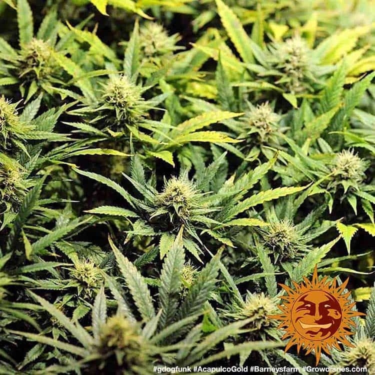 Acapulco Gold (3) – Cannoptikum