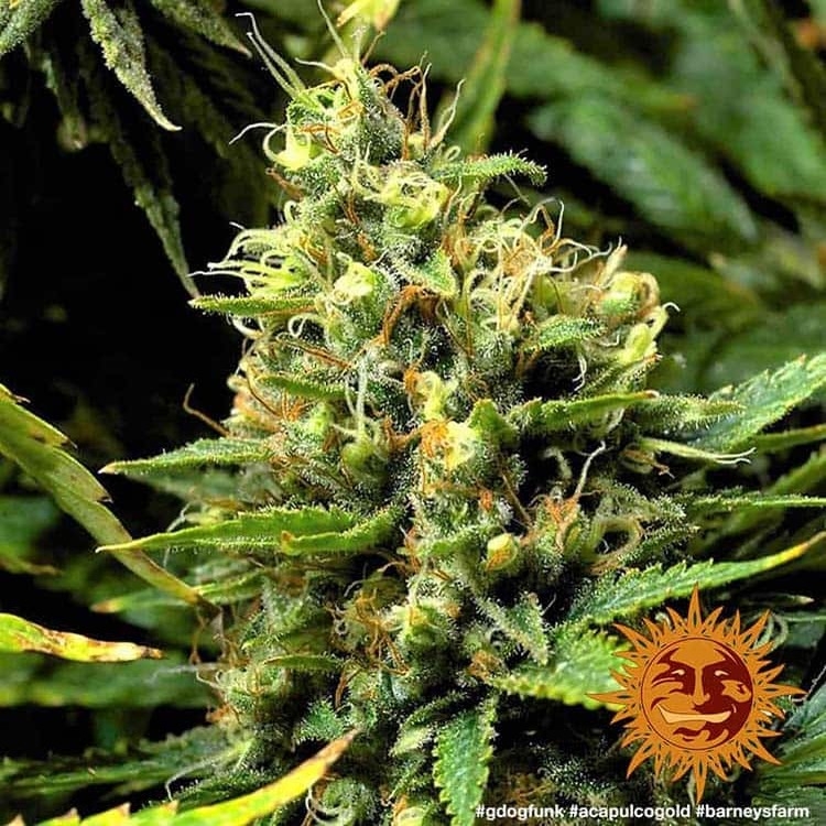 Acapulco Gold – Cannoptikum