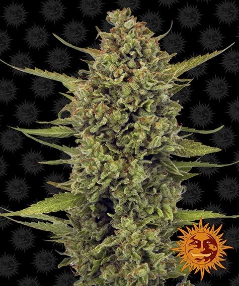 Acapulco Gold (5) – Cannoptikum
