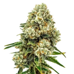 Acid Diesel – Blimburn Seeds