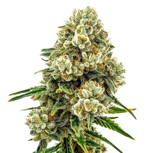 Acid Diesel – Blimburn Seeds