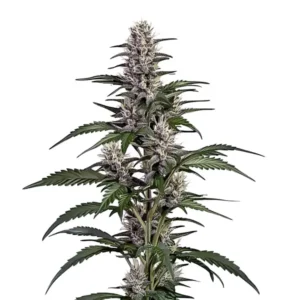 Afghan Autoflower – Blimburn Seeds