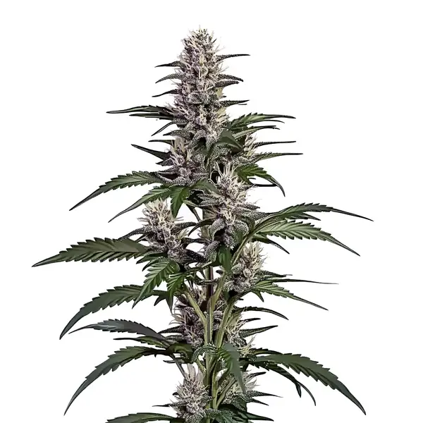 Afghan Autoflower – Blimburn Seeds