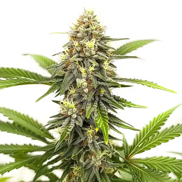 Afghan Hash Plant Regular – Blimburn Seeds