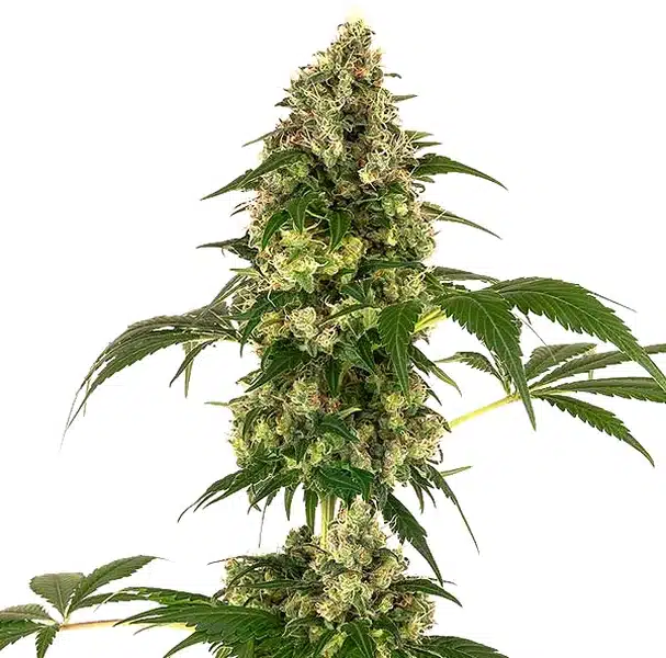 Afghan x Haze – Blimburn Seeds