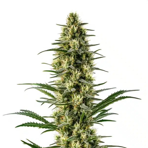 Agent Orange – Blimburn Seeds