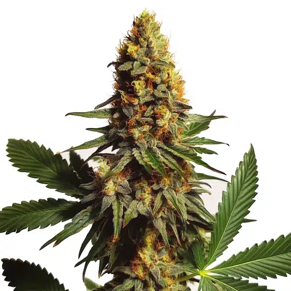 Ak x Somango Auto – Blimburn Seeds